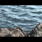 南伊勢町にえ浦の磯グレ（2014年1月25日放送分）