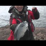 大紀町錦の磯グレ(２０１５年２月２１日放送）